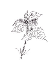 Galinsoga parviflora, kew weed ,gallant soldier, graphic black and white drawing, botanical sketch. Hand drawn flower. Medical herb.