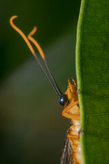 Cranefly climbing up a leaf with orange antennas