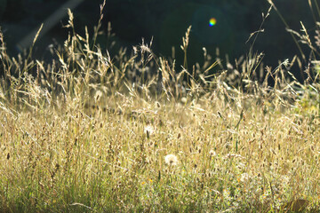 grass in the wind