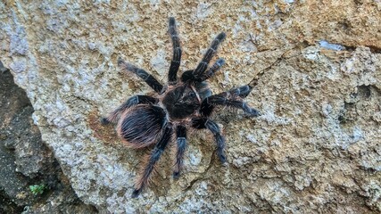 photo of a wild black tarantula of indonesia