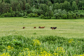 лошади на лугу  