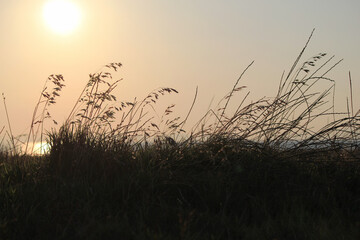 Obraz premium sunset in the grass