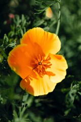 Fototapeta premium Photo