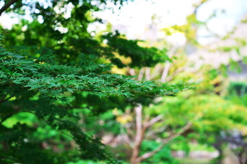 まだ暑い日が残る夏のモミジ