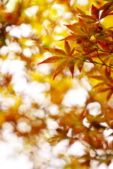 秋の始まりを予感させる紅葉の便り