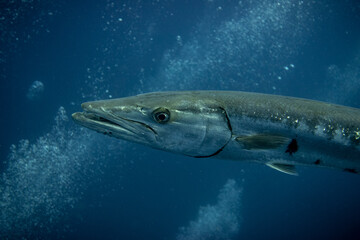 Fototapeta premium Barracuda 