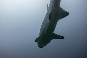 Sand Tiger Shark