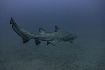 Fototapeta premium Sand Tiger Shark