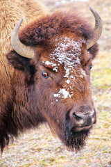 Portrait of a male bison with snow on its head during winter, Yellowstone National Park, Wyoming