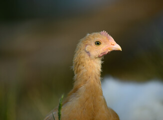Free range farm chicken