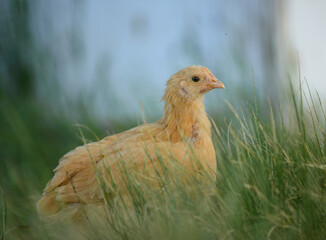 Backyard free range chicken