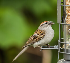 Chipping Sparrow bird on a feeder - Green background