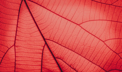 red leaf background