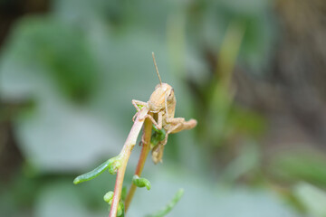 Common green grasshopper on plant flower leaf, insect animal garden ecology, environment grass close up arthropods wildlife
