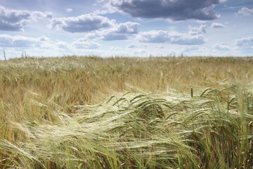 golden wheat field