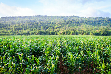 Green corn field