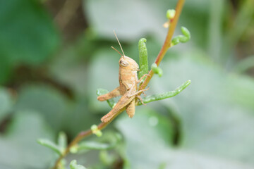 Common green grasshopper on plant flower leaf, insect animal garden ecology, environment grass close up arthropods wildlife