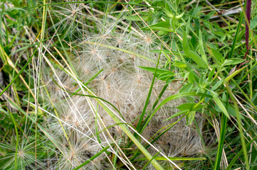 fluffy grass seeds