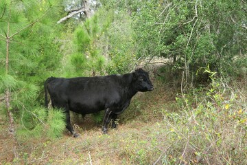 Black bull in the field