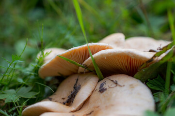 mushrooms on the background of grass