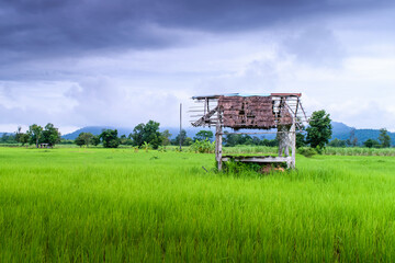 Fototapeta premium Small cottage in paddy field