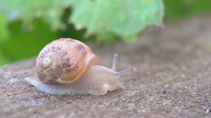 Snail shell between fresh sprout leafs. Mollusk snails with brown