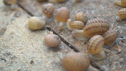 Snail shell between fresh sprout leafs. Mollusk snails with brown