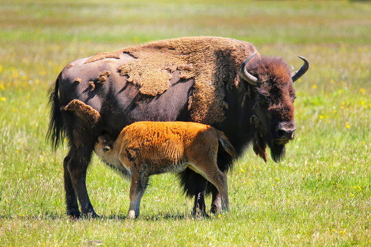 Female bison with a calf nursing, Yellowstone National Park, Wyoming