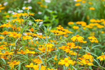 Spanish needle flowers in the garden
