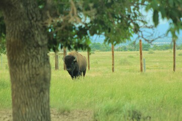 Bison Staring Contest