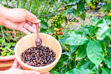 Coffee beans in wooden bowl