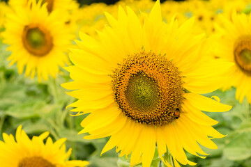 sunflower