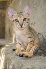 brown cute kitten portrait close up, pet domestic animal, Asian cat looking small young
