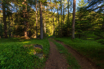 Walking trail leading through the forest from Monte Penegal to Monte Macaion in Italian South Tyrol.