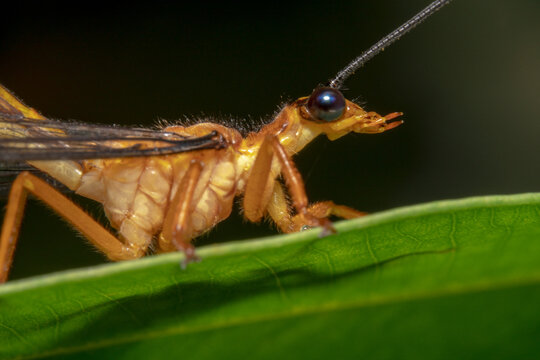Orange crane fly with long antennas