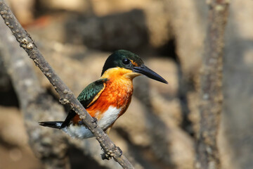 American pygmy kingfisher (Chloroceryle aenea) perched on a stick