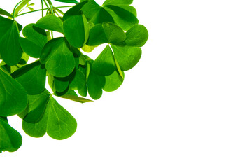 Obraz premium green clover leaves isolated on white background. St.Patrick 's Day