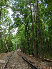 railway in the forest