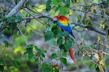 Scarlet macaw (Ara macao) eating fruit in a tree