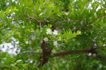 花を咲かせたマートル（ギンバイカ）の木
