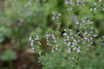 公園で小さな花を咲かせた植物