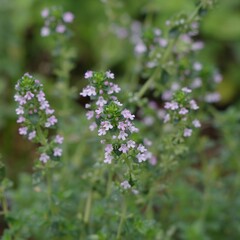 公園で小さな花を咲かせた植物