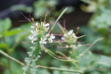 Grass flowers are blooming during the rainy season