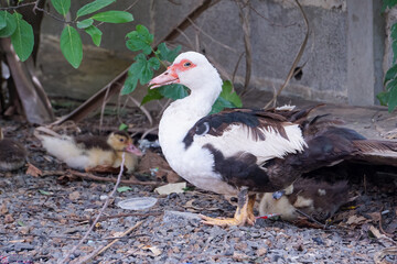 duck in the zoo