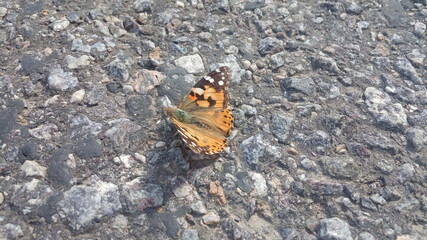 butterfly on the pavement