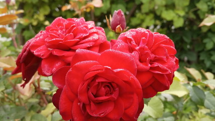 red roses in garden