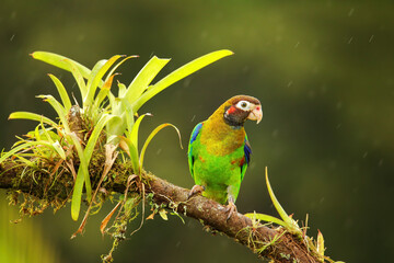 Brown-hooded parrot (Pyrilia haematotis)