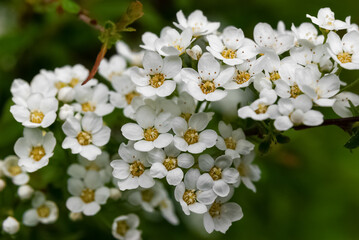 Spring white flowers on a green background