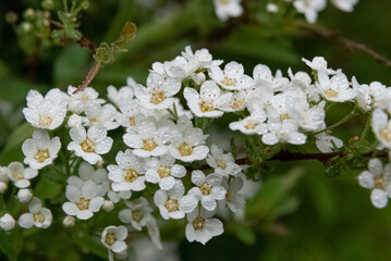 Spring white flowers on a green background