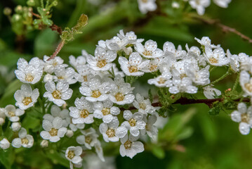 Spring white flowers on a green background